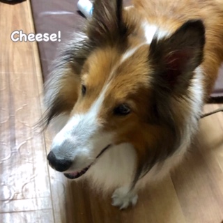 Cheese Cheese