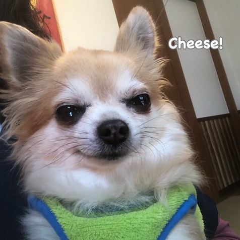 Cheese Cheese