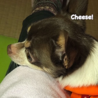 Cheese Cheese