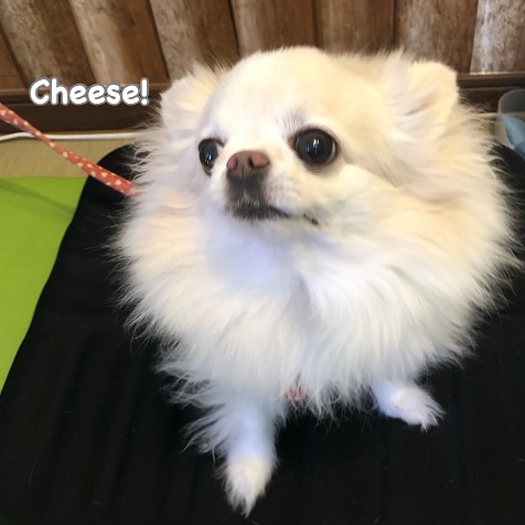 Cheese Cheese