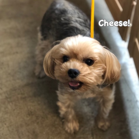 Cheese