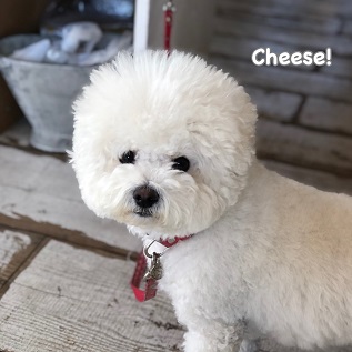 Cheese Cheese
