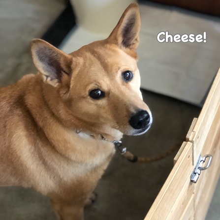 Cheese Cheese