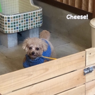 Cheese Cheese