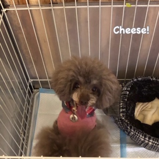 Cheese Cheese