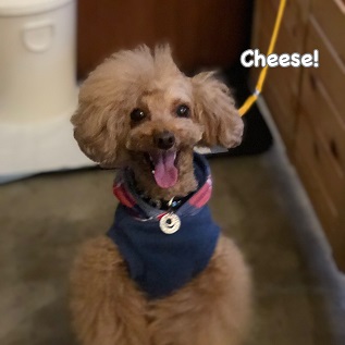 Cheese Cheese
