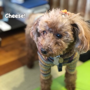 Cheese Cheese