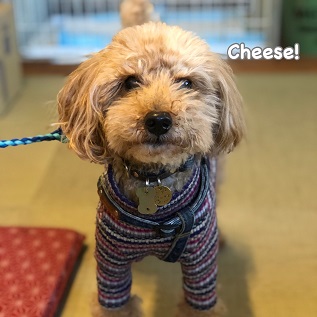 Cheese Cheese
