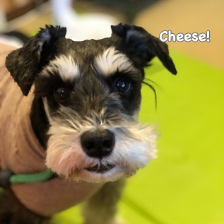 Cheese Cheese