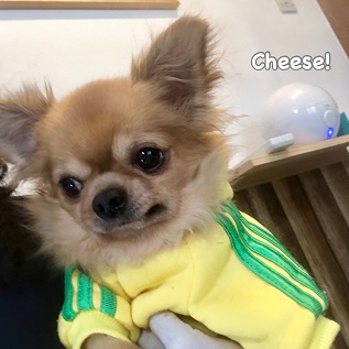 Cheese Cheese