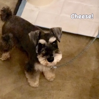 Cheese Cheese