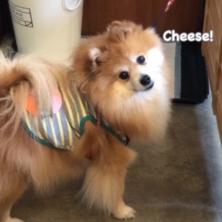 Cheese Cheese