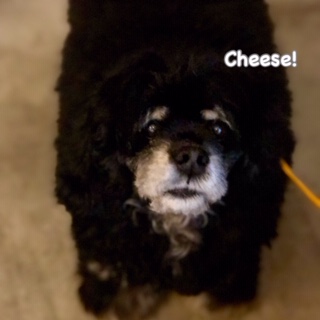 Cheese Cheese