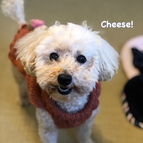 Cheese Cheese