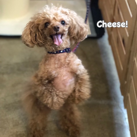 Cheese Cheese