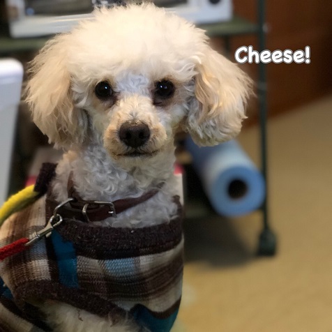 Cheese Cheese