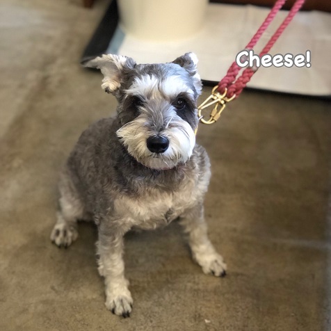 Cheese Cheese