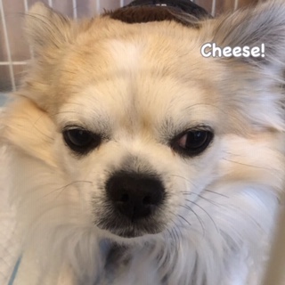 Cheese Cheese