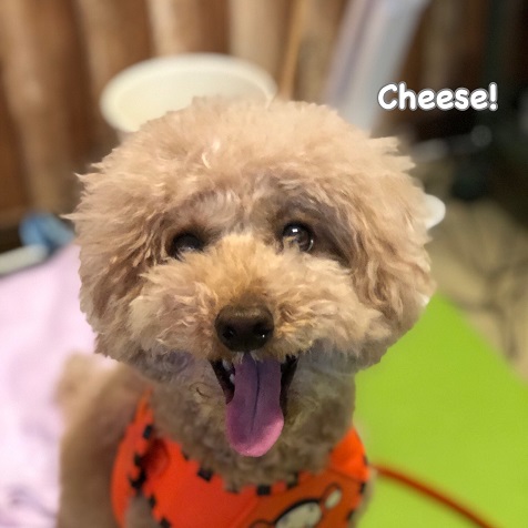 Cheese