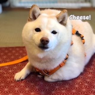 Cheese Cheese
