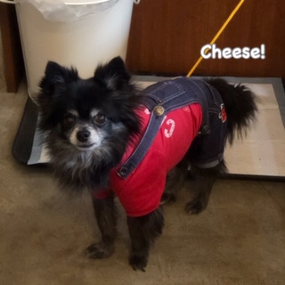Cheese Cheese