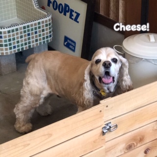 Cheese Cheese