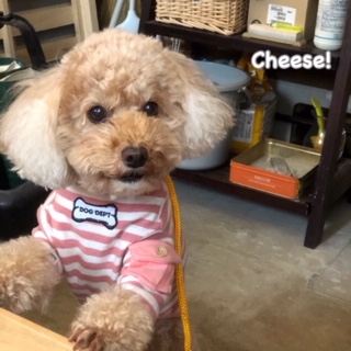 Cheese Cheese