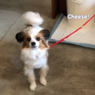 Cheese Cheese