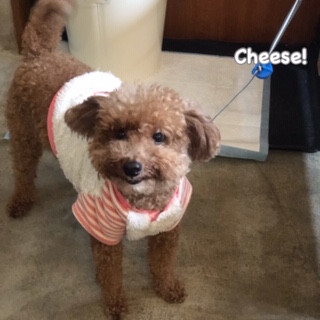 Cheese Cheese