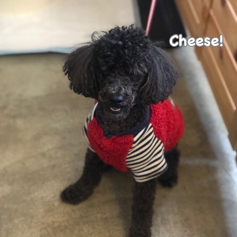 Cheese Cheese