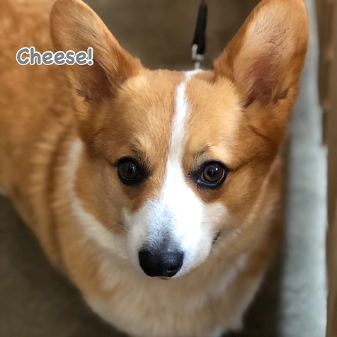 Cheese Cheese