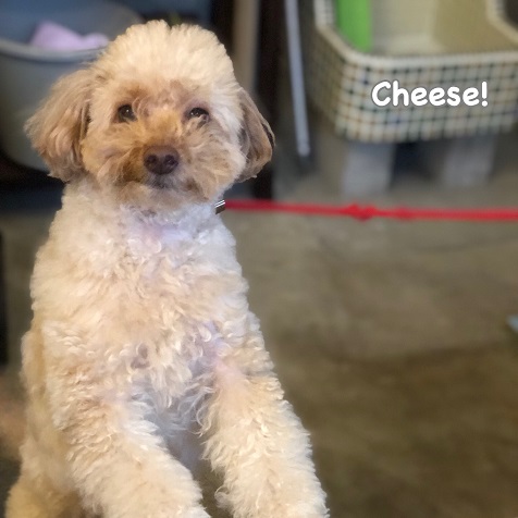Cheese Cheese