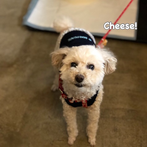 Cheese Cheese