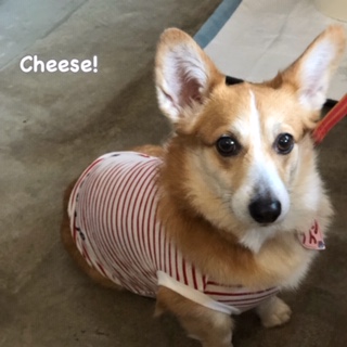 Cheese Cheese