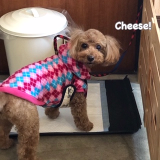 Cheese Cheese