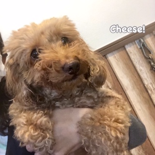 Cheese Cheese