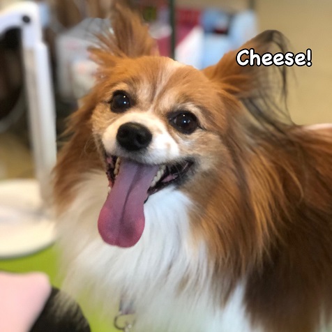 Cheese Cheese