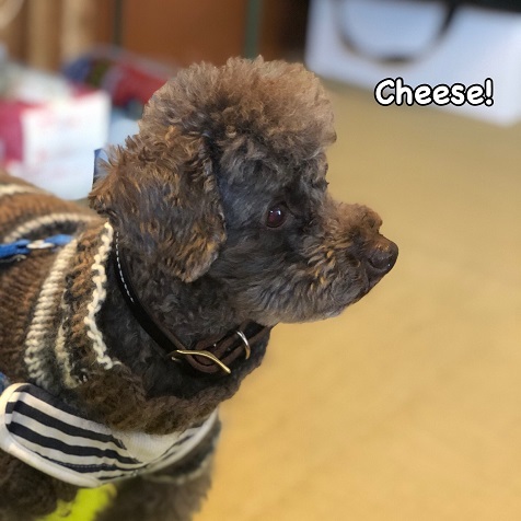 Cheese Cheese
