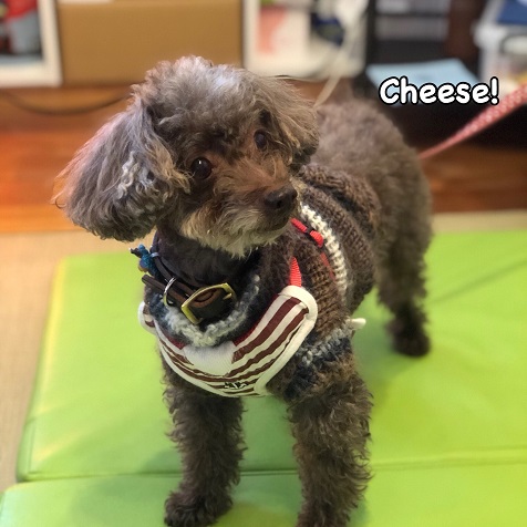 Cheese Cheese