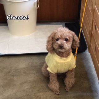 Cheese Cheese