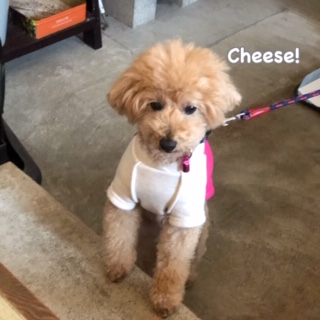 Cheese Cheese