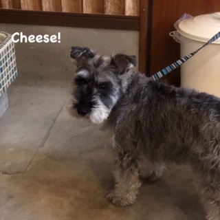 Cheese Cheese