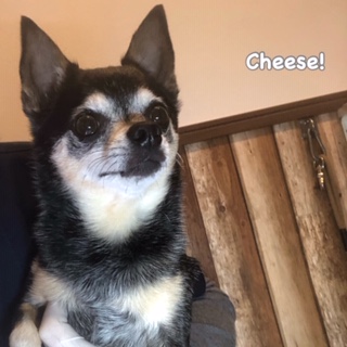 Cheese Cheese