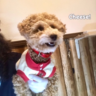 Cheese Cheese