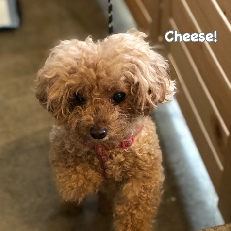 Cheese Cheese