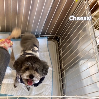 Cheese Cheese