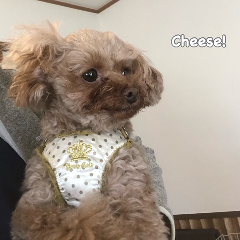 Cheese Cheese