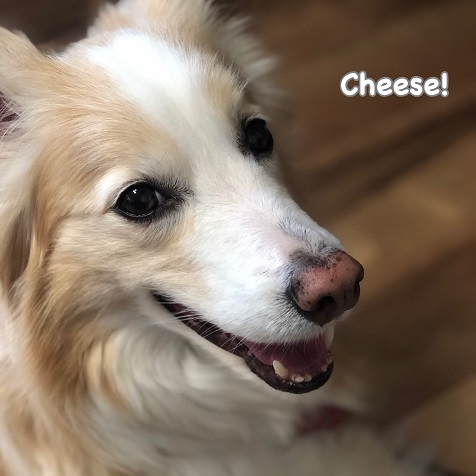 Cheese