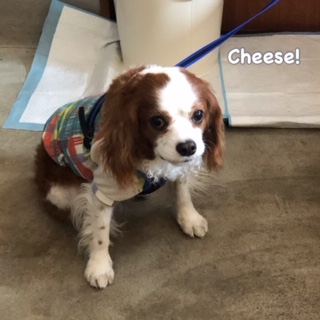 Cheese Cheese