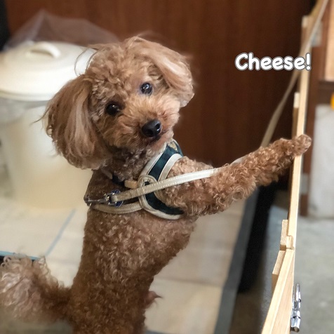 Cheese Cheese